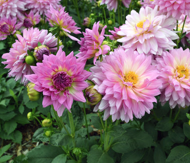 Dahlia dalina Salinas