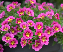 Load image into Gallery viewer, Calibrachoa starjump hot pink