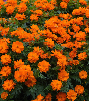 Cosmos mandarin