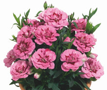 Load image into Gallery viewer, Carnation, pink and purple