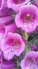 Load image into Gallery viewer, Foxglove mixed colours