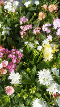 Load image into Gallery viewer, Lewisia