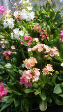 Load image into Gallery viewer, Lewisia