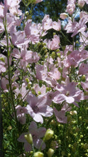 Load image into Gallery viewer, Delphinium
