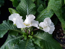 Load image into Gallery viewer, Polyanthus