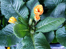 Load image into Gallery viewer, Polyanthus