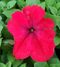 Load image into Gallery viewer, Petunia