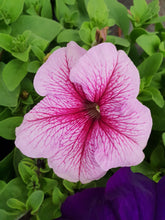 Load image into Gallery viewer, Petunia