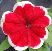 Load image into Gallery viewer, Petunia