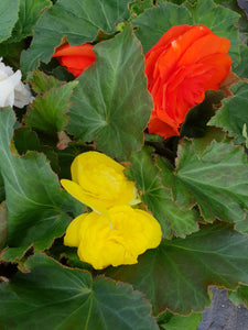 Tuberous Begonia, mixed colours