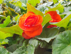 Tuberous Begonia, mixed colours