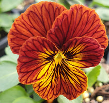 Load image into Gallery viewer, Pansy Viola mixed colours