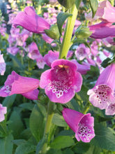 Load image into Gallery viewer, Foxglove mixed colours