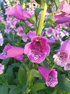 Foxglove mixed colours