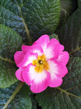 Load image into Gallery viewer, Polyanthus
