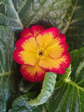 Load image into Gallery viewer, Polyanthus
