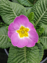 Load image into Gallery viewer, Polyanthus