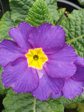 Load image into Gallery viewer, Polyanthus