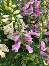 Load image into Gallery viewer, Foxglove mixed colours