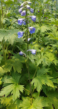 Load image into Gallery viewer, Delphinium
