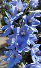 Load image into Gallery viewer, Delphinium