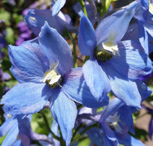 Load image into Gallery viewer, Delphinium