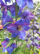 Load image into Gallery viewer, Delphinium