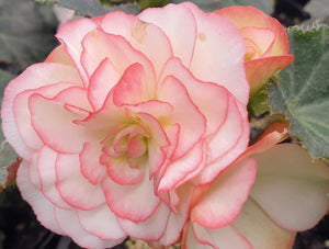 Tuberous Begonia, mixed colours