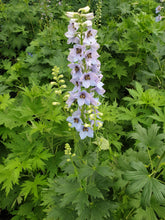 Load image into Gallery viewer, Delphinium