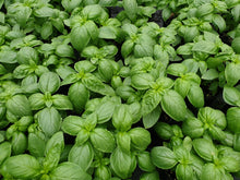 Load image into Gallery viewer, Basil, sweet green