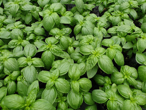 Basil, sweet green