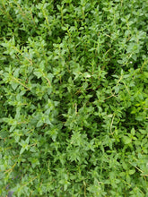 Load image into Gallery viewer, Thyme vulgaris