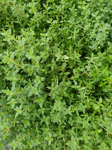 Thyme vulgaris