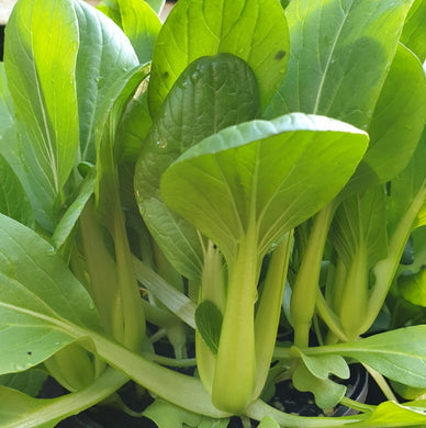 Pak choi, white stem