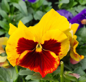 Pansy mixed colours