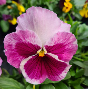 Pansy mixed colours
