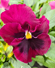 Load image into Gallery viewer, Pansy mixed colours