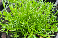 Load image into Gallery viewer, Chamomile, Roman