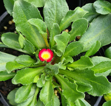Load image into Gallery viewer, Bellis perennis