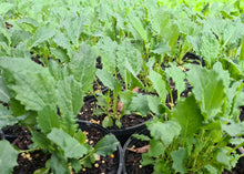 Load image into Gallery viewer, Tuscan cabbage (cavolo nero)