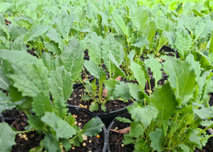 Tuscan cabbage (cavolo nero)