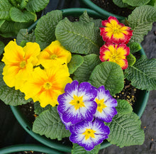 Load image into Gallery viewer, Polyanthus bowl