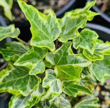 Load image into Gallery viewer, Hedera Ivy, variegated
