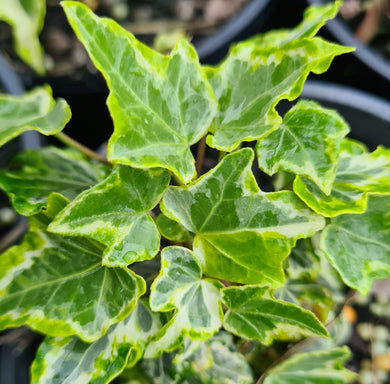 Hedera Ivy, variegated