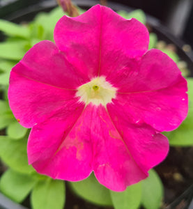 Petunia, picobella mix