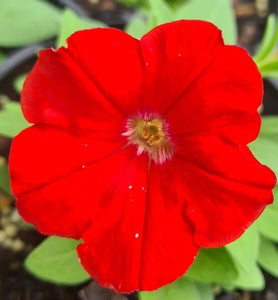 Petunia, picobella mix