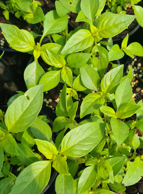 Basil, lemon