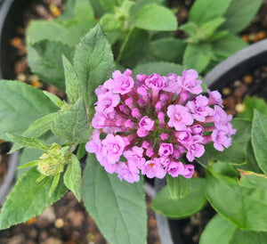 Buddleia, high five purple