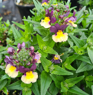 Nemesia plums and custard