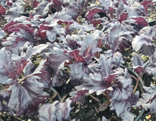 Load image into Gallery viewer, Basil, purple ruffles